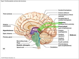 Figure 7.16a Diencephalon and brain stem structures.
Cerebral hemisphere
Third ventricle
Corpus callosum
Choroid plexus of third
ventricle
Occipital lobe of
cerebral hemisphere
Anterior
commissure
Hypothalamus
Optic chiasma
Pituitary gland
Mammillary body
Pons
Medulla oblongata
(a)
Thalamus
(encloses third ventricle)
Pineal gland
(part of epithalamus)
Corpora
quadrigemina
Cerebral
aqueduct
Cerebral
peduncle
Fourth ventricle
Choroid plexus
(part of epithalamus)
Cerebellum
Midbrain
Spinal cord
© 2018 Pearson Education, Inc.
 