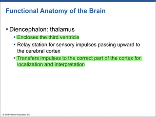Functional Anatomy of the Brain
§ Diencephalon: thalamus
§ Encloses the third ventricle
§ Relay station for sensory impulses passing upward to
the cerebral cortex
§ Transfers impulses to the correct part of the cortex for
localization and interpretation
© 2018 Pearson Education, Inc.
 