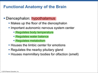 Functional Anatomy of the Brain
§ Diencephalon: hypothalamus
§ Makes up the floor of the diencephalon
§ Important autonomic nervous system center
§ Regulates body temperature
§ Regulates water balance
§ Regulates metabolism
§ Houses the limbic center for emotions
§ Regulates the nearby pituitary gland
§ Houses mammillary bodies for olfaction (smell)
© 2018 Pearson Education, Inc.
 