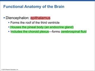 Functional Anatomy of the Brain
§ Diencephalon: epithalamus
§ Forms the roof of the third ventricle
§ Houses the pineal body (an endocrine gland)
§ Includes the choroid plexus—forms cerebrospinal fluid
© 2018 Pearson Education, Inc.
 