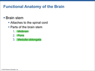Functional Anatomy of the Brain
§ Brain stem
§ Attaches to the spinal cord
§ Parts of the brain stem
1. Midbrain
2. Pons
3. Medulla oblongata
© 2018 Pearson Education, Inc.
 