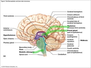 Figure 7.16a Diencephalon and brain stem structures.
Cerebral hemisphere
Third ventricle
Corpus callosum
Choroid plexus of third
ventricle
Occipital lobe of
cerebral hemisphere
Anterior
commissure
Hypothalamus
Optic chiasma
Pituitary gland
Mammillary body
Pons
Medulla oblongata
(a)
Thalamus
(encloses third ventricle)
Pineal gland
(part of epithalamus)
Corpora
quadrigemina
Cerebral
aqueduct
Cerebral
peduncle
Fourth ventricle
Choroid plexus
(part of epithalamus)
Cerebellum
Midbrain
Spinal cord
© 2018 Pearson Education, Inc.
 
