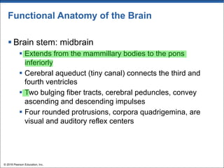 Functional Anatomy of the Brain
§ Brain stem: midbrain
§ Extends from the mammillary bodies to the pons
inferiorly
§ Cerebral aqueduct (tiny canal) connects the third and
fourth ventricles
§ Two bulging fiber tracts, cerebral peduncles, convey
ascending and descending impulses
§ Four rounded protrusions, corpora quadrigemina, are
visual and auditory reflex centers
© 2018 Pearson Education, Inc.
 