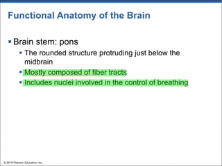 Functional Anatomy of the Brain
§ Brain stem: pons
§ The rounded structure protruding just below the
midbrain
§ Mostly composed of fiber tracts
§ Includes nuclei involved in the control of breathing
© 2018 Pearson Education, Inc.
 