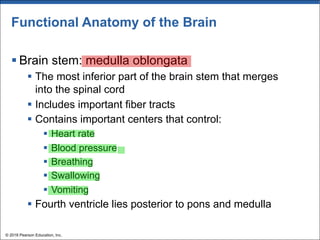 Functional Anatomy of the Brain
§ Brain stem: medulla oblongata
§ The most inferior part of the brain stem that merges
into the spinal cord
§ Includes important fiber tracts
§ Contains important centers that control:
§ Heart rate
§ Blood pressure
§ Breathing
§ Swallowing
§ Vomiting
§ Fourth ventricle lies posterior to pons and medulla
© 2018 Pearson Education, Inc.
 