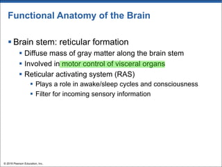 Functional Anatomy of the Brain
§ Brain stem: reticular formation
§ Diffuse mass of gray matter along the brain stem
§ Involved in motor control of visceral organs
§ Reticular activating system (RAS)
§ Plays a role in awake/sleep cycles and consciousness
§ Filter for incoming sensory information
© 2018 Pearson Education, Inc.
 