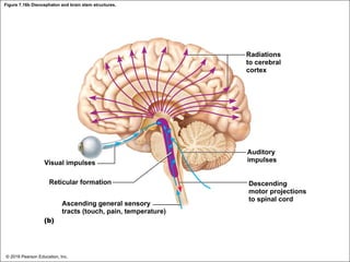 Figure 7.16b Diencephalon and brain stem structures.
Radiations
to cerebral
cortex
Visual impulses
Reticular formation
Ascending general sensory
tracts (touch, pain, temperature)
(b)
Auditory
impulses
Descending
motor projections
to spinal cord
© 2018 Pearson Education, Inc.
 