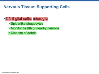Nervous Tissue: Supporting Cells
§ CNS glial cells: microglia
§ Spiderlike phagocytes
§ Monitor health of nearby neurons
§ Dispose of debris
© 2018 Pearson Education, Inc.
 