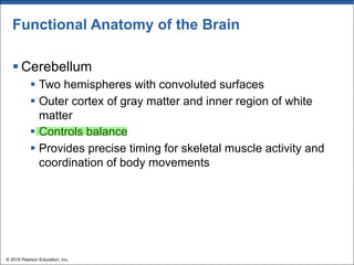 Functional Anatomy of the Brain
§ Cerebellum
§ Two hemispheres with convoluted surfaces
§ Outer cortex of gray matter and inner region of white
matter
§ Controls balance
§ Provides precise timing for skeletal muscle activity and
coordination of body movements
© 2018 Pearson Education, Inc.
 