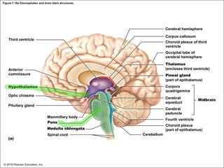 Figure 7.16a Diencephalon and brain stem structures.
Cerebral hemisphere
Third ventricle
Corpus callosum
Choroid plexus of third
ventricle
Occipital lobe of
cerebral hemisphere
Anterior
commissure
Hypothalamus
Optic chiasma
Pituitary gland
Mammillary body
Pons
Medulla oblongata
(a)
Thalamus
(encloses third ventricle)
Pineal gland
(part of epithalamus)
Corpora
quadrigemina
Cerebral
aqueduct
Cerebral
peduncle
Fourth ventricle
Choroid plexus
(part of epithalamus)
Cerebellum
Midbrain
Spinal cord
© 2018 Pearson Education, Inc.
 