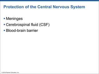 Protection of the Central Nervous System
§ Meninges
§ Cerebrospinal fluid (CSF)
§ Blood-brain barrier
© 2018 Pearson Education, Inc.
 