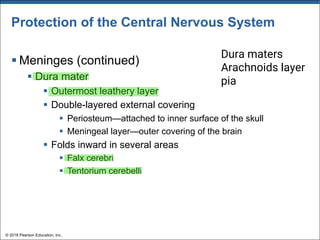 Protection of the Central Nervous System
§ Meninges (continued)
§ Dura mater
§ Outermost leathery layer
§ Double-layered external covering
§ Periosteum—attached to inner surface of the skull
§ Meningeal layer—outer covering of the brain
§ Folds inward in several areas
§ Falx cerebri
§ Tentorium cerebelli
© 2018 Pearson Education, Inc.
Dura maters
Arachnoids layer
pia
 