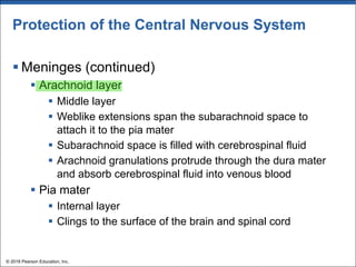 Protection of the Central Nervous System
§ Meninges (continued)
§ Arachnoid layer
§ Middle layer
§ Weblike extensions span the subarachnoid space to
attach it to the pia mater
§ Subarachnoid space is filled with cerebrospinal fluid
§ Arachnoid granulations protrude through the dura mater
and absorb cerebrospinal fluid into venous blood
§ Pia mater
§ Internal layer
§ Clings to the surface of the brain and spinal cord
© 2018 Pearson Education, Inc.
 