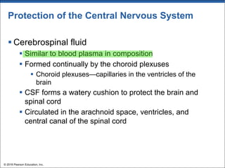 Protection of the Central Nervous System
§ Cerebrospinal fluid
§ Similar to blood plasma in composition
§ Formed continually by the choroid plexuses
§ Choroid plexuses—capillaries in the ventricles of the
brain
§ CSF forms a watery cushion to protect the brain and
spinal cord
§ Circulated in the arachnoid space, ventricles, and
central canal of the spinal cord
© 2018 Pearson Education, Inc.
 