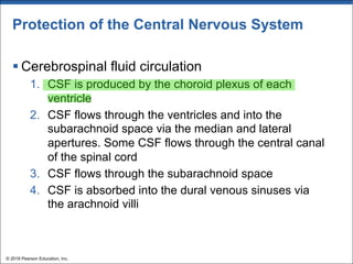 Protection of the Central Nervous System
§ Cerebrospinal fluid circulation
1. CSF is produced by the choroid plexus of each
ventricle
2. CSF flows through the ventricles and into the
subarachnoid space via the median and lateral
apertures. Some CSF flows through the central canal
of the spinal cord
3. CSF flows through the subarachnoid space
4. CSF is absorbed into the dural venous sinuses via
the arachnoid villi
© 2018 Pearson Education, Inc.
 