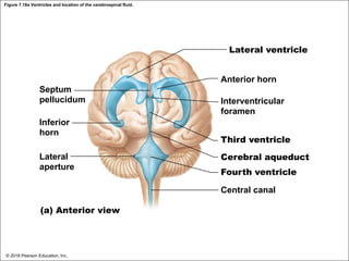 Figure 7.18a Ventricles and location of the cerebrospinal fluid.
Lateral ventricle
Anterior horn
Septum
pellucidum
Inferior
horn
Lateral
aperture
Interventricular
foramen
Third ventricle
Cerebral aqueduct
Fourth ventricle
Central canal
(a) Anterior view
© 2018 Pearson Education, Inc.
 