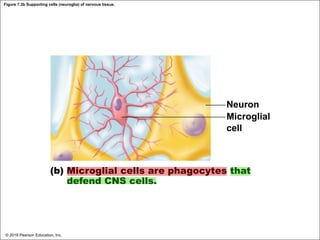 Figure 7.3b Supporting cells (neuroglia) of nervous tissue.
Neuron
Microglial
cell
(b) Microglial cells are phagocytes that
defend CNS cells.
© 2018 Pearson Education, Inc.
 