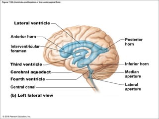 Figure 7.18b Ventricles and location of the cerebrospinal fluid.
Lateral ventricle
Anterior horn
Interventricular
foramen
Third ventricle
Cerebral aqueduct
Fourth ventricle
Central canal
(b) Left lateral view
Posterior
horn
Inferior horn
Median
aperture
Lateral
aperture
© 2018 Pearson Education, Inc.
 