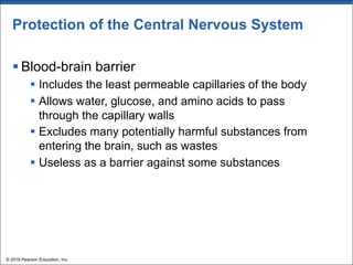 Protection of the Central Nervous System
§ Blood-brain barrier
§ Includes the least permeable capillaries of the body
§ Allows water, glucose, and amino acids to pass
through the capillary walls
§ Excludes many potentially harmful substances from
entering the brain, such as wastes
§ Useless as a barrier against some substances
© 2018 Pearson Education, Inc.
 