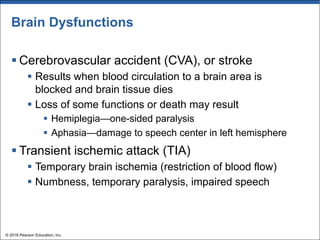Brain Dysfunctions
§ Cerebrovascular accident (CVA), or stroke
§ Results when blood circulation to a brain area is
blocked and brain tissue dies
§ Loss of some functions or death may result
§ Hemiplegia—one-sided paralysis
§ Aphasia—damage to speech center in left hemisphere
§ Transient ischemic attack (TIA)
§ Temporary brain ischemia (restriction of blood flow)
§ Numbness, temporary paralysis, impaired speech
© 2018 Pearson Education, Inc.
 