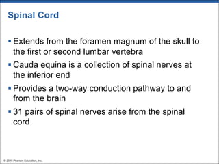 Spinal Cord
§ Extends from the foramen magnum of the skull to
the first or second lumbar vertebra
§ Cauda equina is a collection of spinal nerves at
the inferior end
§ Provides a two-way conduction pathway to and
from the brain
§ 31 pairs of spinal nerves arise from the spinal
cord
© 2018 Pearson Education, Inc.
 