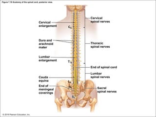 Figure 7.19 Anatomy of the spinal cord, posterior view.
Cervical
enlargement
Cervical
spinal nerves
C8
Dura and
arachnoid
mater
Lumbar
enlargement
Thoracic
spinal nerves
T12
End of spinal cord
Cauda
equina
End of
meningeal
coverings
Lumbar
spinal nerves
L5
S1 Sacral
spinal nerves
S5
© 2018 Pearson Education, Inc.
 
