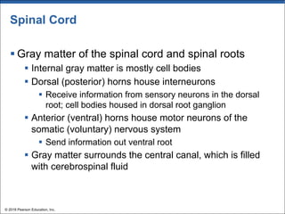 Spinal Cord
§ Gray matter of the spinal cord and spinal roots
§ Internal gray matter is mostly cell bodies
§ Dorsal (posterior) horns house interneurons
§ Receive information from sensory neurons in the dorsal
root; cell bodies housed in dorsal root ganglion
§ Anterior (ventral) horns house motor neurons of the
somatic (voluntary) nervous system
§ Send information out ventral root
§ Gray matter surrounds the central canal, which is filled
with cerebrospinal fluid
© 2018 Pearson Education, Inc.
 