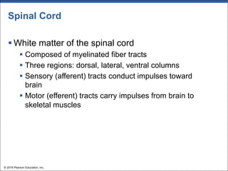 Spinal Cord
§ White matter of the spinal cord
§ Composed of myelinated fiber tracts
§ Three regions: dorsal, lateral, ventral columns
§ Sensory (afferent) tracts conduct impulses toward
brain
§ Motor (efferent) tracts carry impulses from brain to
skeletal muscles
© 2018 Pearson Education, Inc.
 