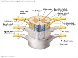 Figure 7.20 Spinal cord with meninges (three-dimensional, anterior view).
Dorsal root
ganglion
Central canal
White matter Dorsal (posterior)
horn of gray matter
Lateral horn of
gray matter
Spinal nerve
Dorsal root of
spinal nerve
Ventral root
of spinal nerve
Ventral (anterior)
horn of gray matter
Pia mater
Arachnoid mater
Dura mater
© 2018 Pearson Education, Inc.
 