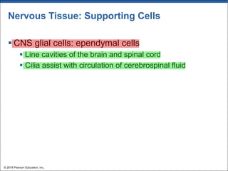 Nervous Tissue: Supporting Cells
§ CNS glial cells: ependymal cells
§ Line cavities of the brain and spinal cord
§ Cilia assist with circulation of cerebrospinal fluid
© 2018 Pearson Education, Inc.
 