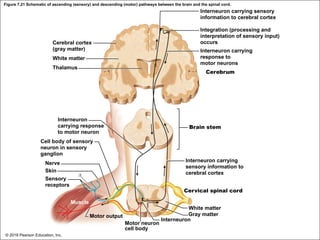 Figure 7.21 Schematic of ascending (sensory) and descending (motor) pathways between the brain and the spinal cord.
Interneuron carrying sensory
information to cerebral cortex
Integration (processing and
interpretation of sensory input)
occurs
Interneuron carrying
response to
motor neurons
Cerebrum
Cerebral cortex
(gray matter)
White matter
Thalamus
Interneuron
carrying response
to motor neuron
Cell body of sensory
neuron in sensory
ganglion
Nerve
Skin
Sensory
receptors
Muscle
Motor output
Motor neuron
cell body
Brain stem
Interneuron carrying
sensory information to
cerebral cortex
Cervical spinal cord
White matter
Gray matter
Interneuron
© 2018 Pearson Education, Inc.
 