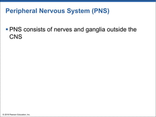 Peripheral Nervous System (PNS)
§ PNS consists of nerves and ganglia outside the
CNS
© 2018 Pearson Education, Inc.
 