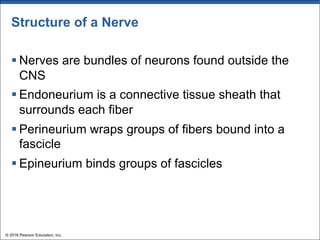 Structure of a Nerve
§ Nerves are bundles of neurons found outside the
CNS
§ Endoneurium is a connective tissue sheath that
surrounds each fiber
§ Perineurium wraps groups of fibers bound into a
fascicle
§ Epineurium binds groups of fascicles
© 2018 Pearson Education, Inc.
 