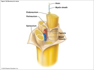 Figure 7.22 Structure of a nerve.
Axon
Myelin sheath
Endoneurium
Perineurium
Epineurium
Fascicle
Blood
vessels
© 2018 Pearson Education, Inc.
 