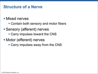 Structure of a Nerve
§ Mixed nerves
§ Contain both sensory and motor fibers
§ Sensory (afferent) nerves
§ Carry impulses toward the CNS
§ Motor (efferent) nerves
§ Carry impulses away from the CNS
© 2018 Pearson Education, Inc.
 