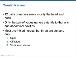 Cranial Nerves
§ 12 pairs of nerves serve mostly the head and
neck
§ Only the pair of vagus nerves extends to thoracic
and abdominal cavities
§ Most are mixed nerves, but three are sensory
only
1. Optic
2. Olfactory
3. Vestibulocochlear
© 2018 Pearson Education, Inc.
 