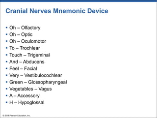 Cranial Nerves Mnemonic Device
§ Oh – Olfactory
§ Oh – Optic
§ Oh – Oculomotor
§ To – Trochlear
§ Touch – Trigeminal
§ And – Abducens
§ Feel – Facial
§ Very – Vestibulocochlear
§ Green – Glossopharyngeal
§ Vegetables – Vagus
§ A – Accessory
§ H – Hypoglossal
© 2018 Pearson Education, Inc.
 
