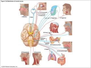 Figure 7.23 Distribution of cranial nerves.
III Oculomotor
IV Trochlear
VI Abducens
I Olfactory II Optic
V Trigeminal V Trigeminal
VII Facial
Vestibular
branch
Cochlear
branch
VIII Vestibulocochlear
X Vagus
IX Glossopharyngeal
XII Hypoglossal XI Accessory
© 2018 Pearson Education, Inc.
 
