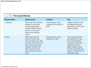 Table 7.2 The Cranial Nerves (1 of 6)
© 2018 Pearson Education, Inc.
 