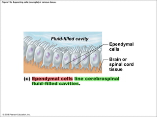 Figure 7.3c Supporting cells (neuroglia) of nervous tissue.
Fluid-filled cavity
Ependymal
cells
Brain or
spinal cord
tissue
(c) Ependymal cells line cerebrospinal
fluid–filled cavities.
© 2018 Pearson Education, Inc.
 