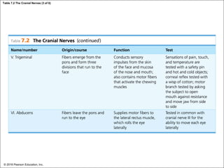 Table 7.2 The Cranial Nerves (3 of 6)
© 2018 Pearson Education, Inc.
 