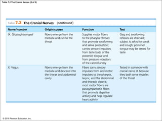 Table 7.2 The Cranial Nerves (5 of 6)
© 2018 Pearson Education, Inc.
 