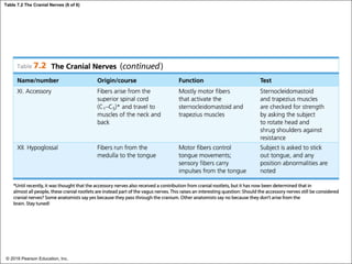 Table 7.2 The Cranial Nerves (6 of 6)
© 2018 Pearson Education, Inc.
 