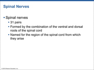 Spinal Nerves
§ Spinal nerves
§ 31 pairs
§ Formed by the combination of the ventral and dorsal
roots of the spinal cord
§ Named for the region of the spinal cord from which
they arise
© 2018 Pearson Education, Inc.
 