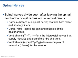 Spinal Nerves
§ Spinal nerves divide soon after leaving the spinal
cord into a dorsal ramus and a ventral ramus
§ Ramus—branch of a spinal nerve; contains both motor
and sensory fibers
§ Dorsal rami—serve the skin and muscles of the
posterior trunk
§ Ventral rami (T1–T12) —form the intercostal nerves that
supply muscles and skin of the ribs and trunk
§ Ventral rami (except T1–T12)—form a complex of
networks (plexus) for the anterior
© 2018 Pearson Education, Inc.
 