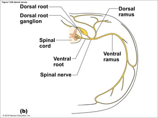 Figure 7.24b Spinal nerves.
Dorsal root
Dorsal root
ganglion
Spinal
cord
Ventral
root
Spinal nerve
Dorsal
ramus
Ventral
ramus
(b)
© 2018 Pearson Education, Inc.
 