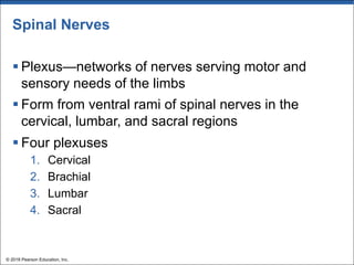Spinal Nerves
§ Plexus—networks of nerves serving motor and
sensory needs of the limbs
§ Form from ventral rami of spinal nerves in the
cervical, lumbar, and sacral regions
§ Four plexuses
1. Cervical
2. Brachial
3. Lumbar
4. Sacral
© 2018 Pearson Education, Inc.
 