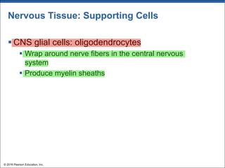 Nervous Tissue: Supporting Cells
§ CNS glial cells: oligodendrocytes
§ Wrap around nerve fibers in the central nervous
system
§ Produce myelin sheaths
© 2018 Pearson Education, Inc.
 