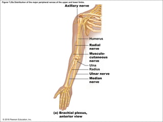 Figure 7.25a Distribution of the major peripheral nerves of the upper and lower limbs.
Axillary nerve
Humerus
Radial
nerve
Musculo-
cutaneous
nerve
Ulna
Radius
Ulnar nerve
Median
nerve
(a) Brachial plexus,
anterior view
© 2018 Pearson Education, Inc.
 