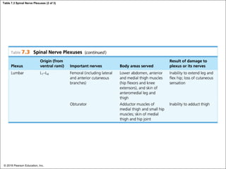 Table 7.3 Spinal Nerve Plexuses (2 of 3)
© 2018 Pearson Education, Inc.
 